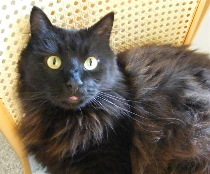 Blanding af racer Moody billede 6