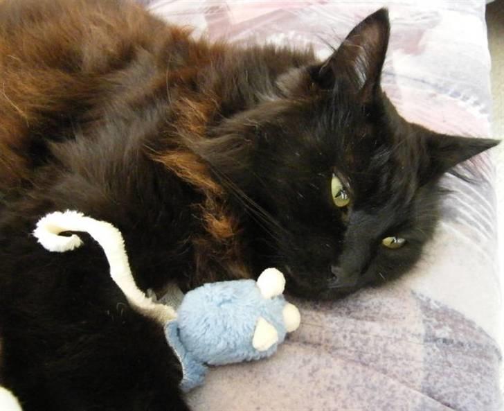 Blanding af racer Moody billede 7