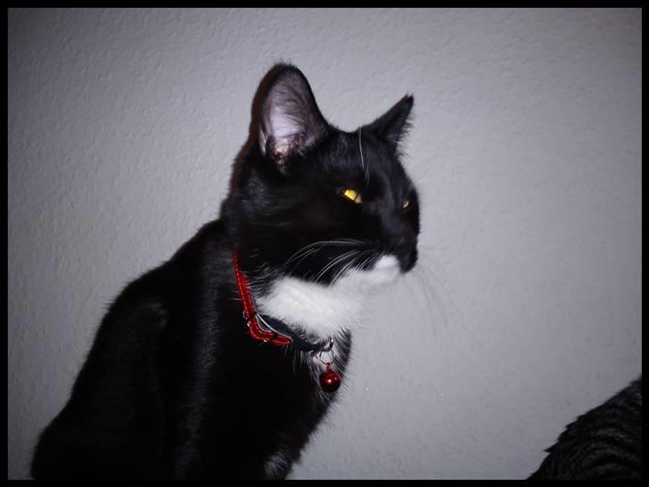 Huskat Batman (Bruce Wayne) - Jeg er ikke så fotogen ;) billede 6