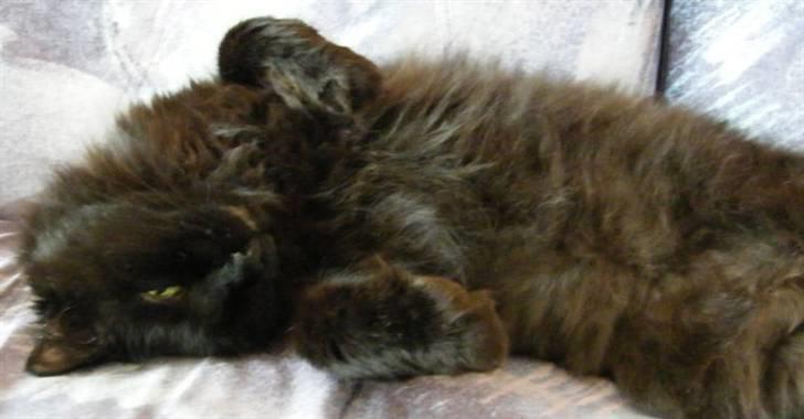 Blanding af racer Moody billede 8