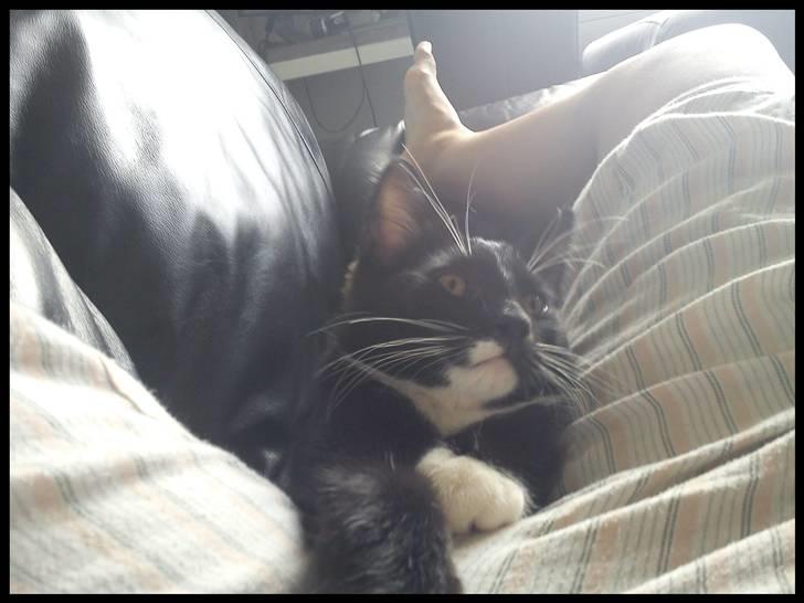 Huskat Batman (Bruce Wayne) - jeg ligger lige og putter med mor ;-) billede 7