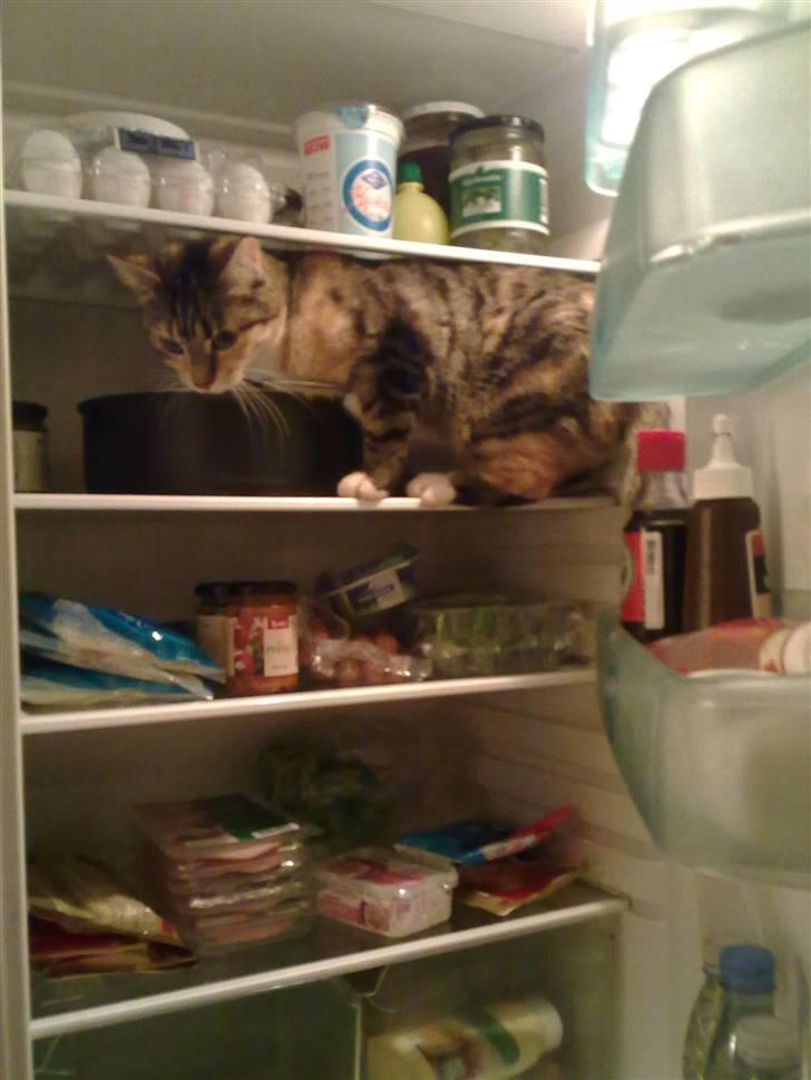 Blanding af racer Ayla - Hvad? Jeg må da godt være her? Det må jeg godt.... Ikk? :D billede 20