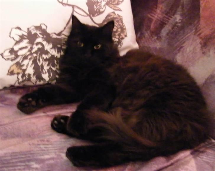 Blanding af racer Moody billede 9