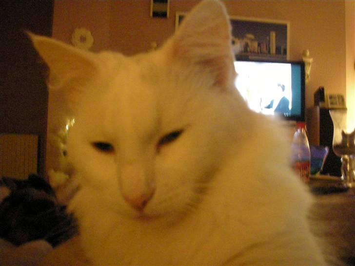 Maine Coon Shiba billede 16