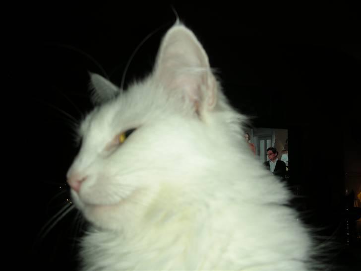 Maine Coon Shiba billede 17