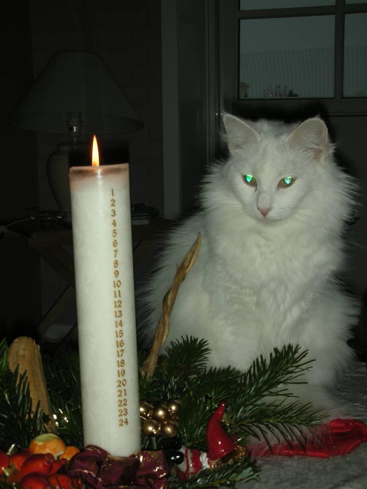 Maine Coon Shiba billede 18