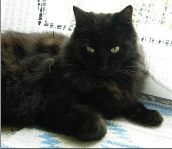 Blanding af racer Moody billede 10