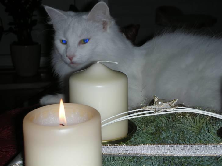 Maine Coon Shiba billede 19