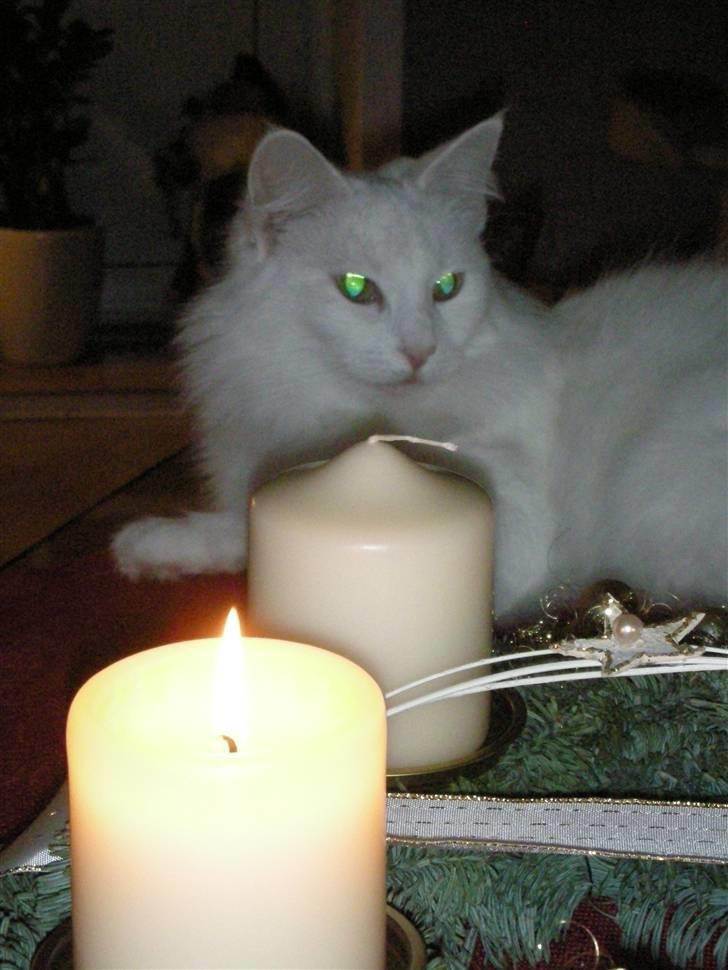 Maine Coon Shiba billede 20