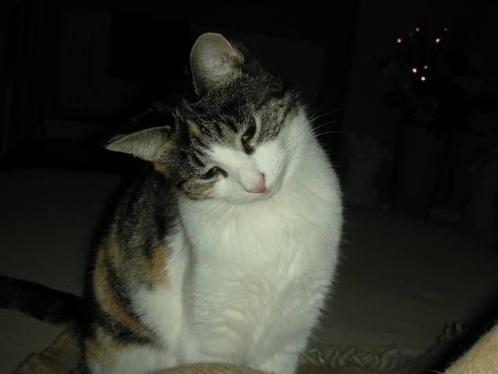 Blanding af racer Bonita billede 14