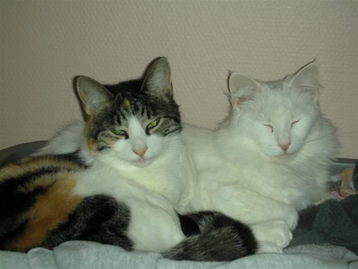 Blanding af racer Bonita billede 15