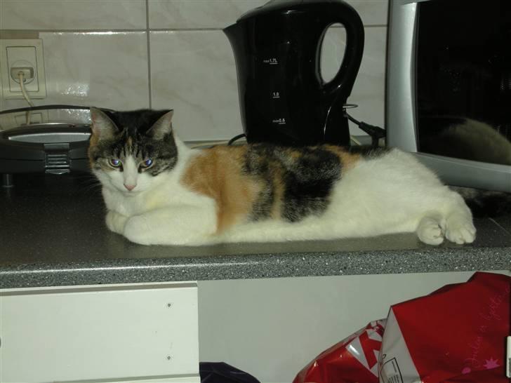 Blanding af racer Bonita billede 16