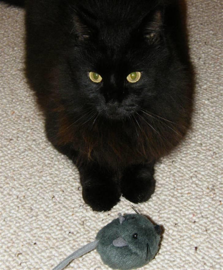 Blanding af racer Moody billede 12