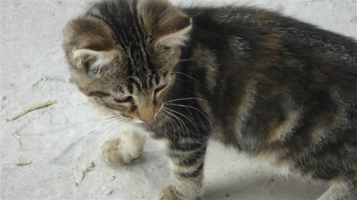 Blanding af racer Skipper - Så kom hun hjem den bette skid :-) billede 1