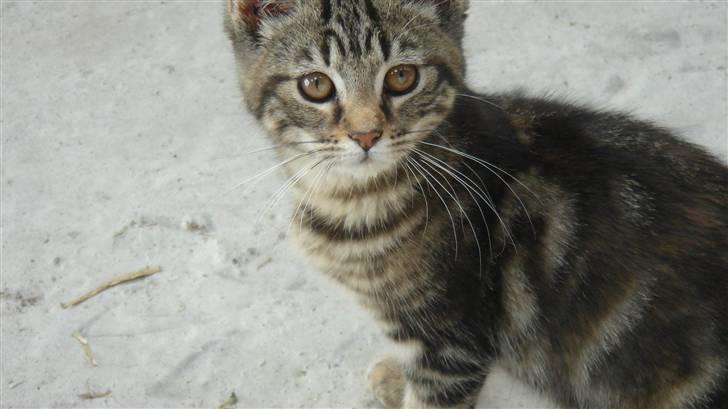 Blanding af racer Skipper billede 2