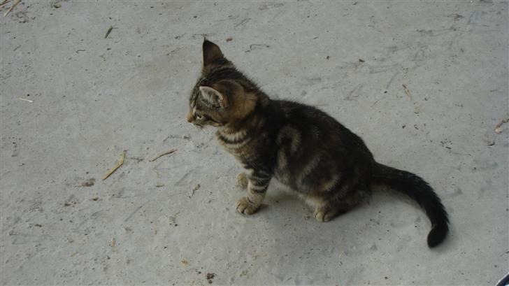 Blanding af racer Skipper billede 3