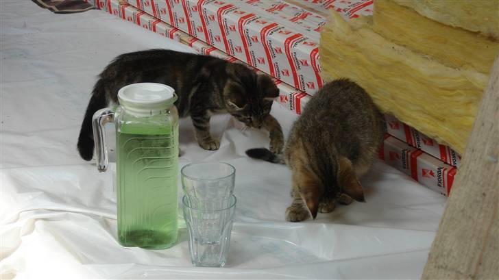 Blanding af racer Skipper billede 5