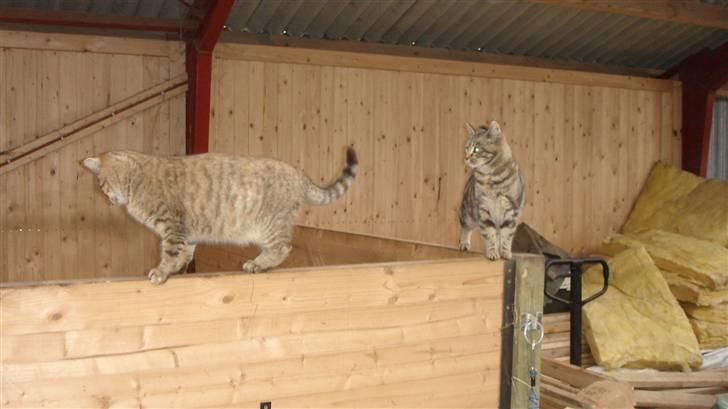 Blanding af racer Skipper billede 6