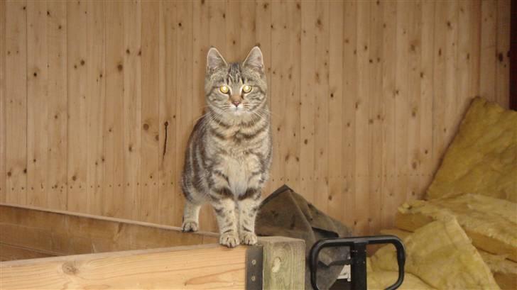 Blanding af racer Skipper billede 7