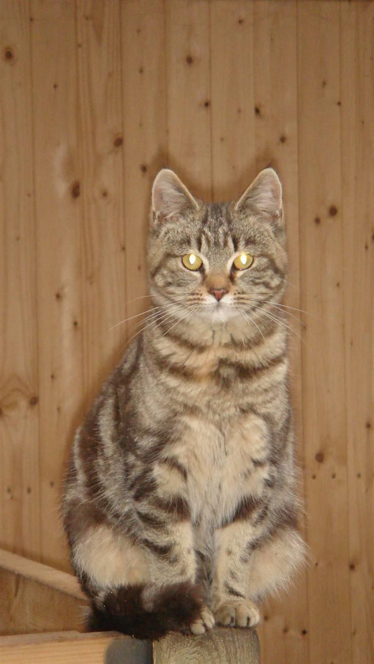 Blanding af racer Skipper billede 8