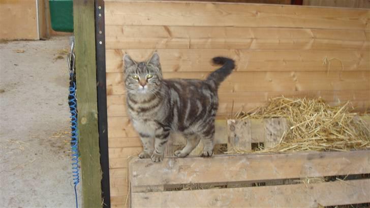 Blanding af racer Skipper - Kom nu er over i stedet for at tage billeder :-) billede 9