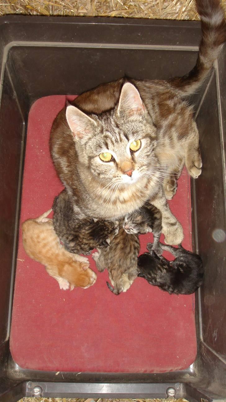 Blanding af racer Skipper - En super stolt mor. billede 10