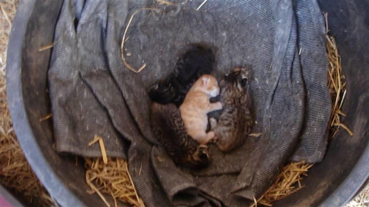 Blanding af racer Skipper - Skippers super fine killinger. billede 11