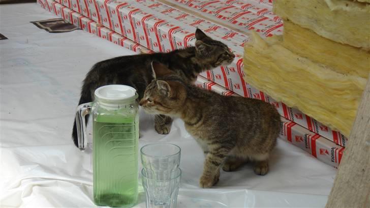 Blanding af racer Bent(R.I.P) billede 1