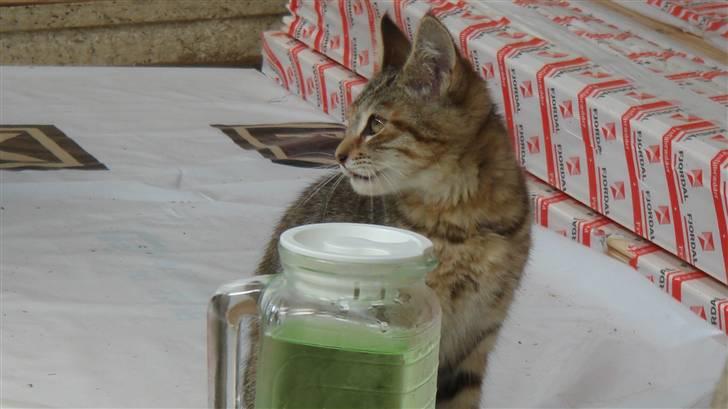 Blanding af racer Bent(R.I.P) billede 2