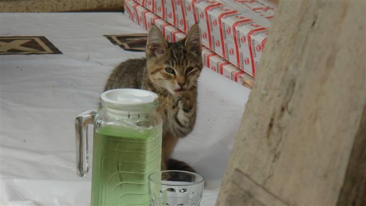 Blanding af racer Bent(R.I.P) billede 3