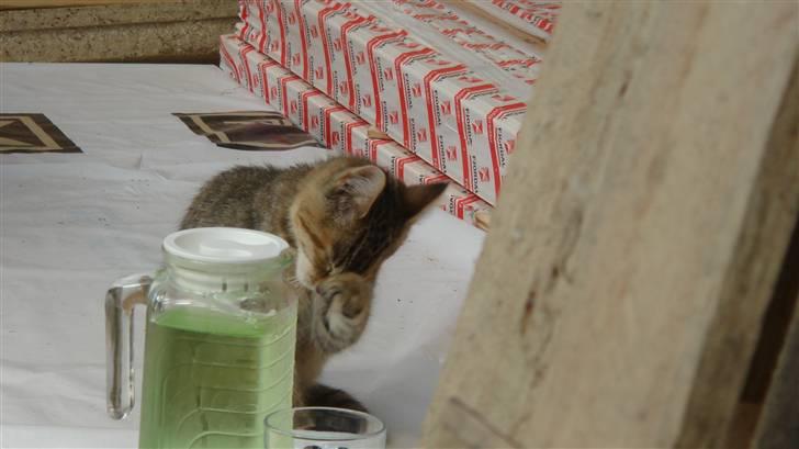 Blanding af racer Bent(R.I.P) billede 4