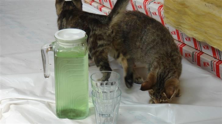 Blanding af racer Bent(R.I.P) billede 5