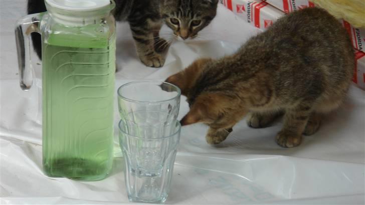 Blanding af racer Bent(R.I.P) billede 6