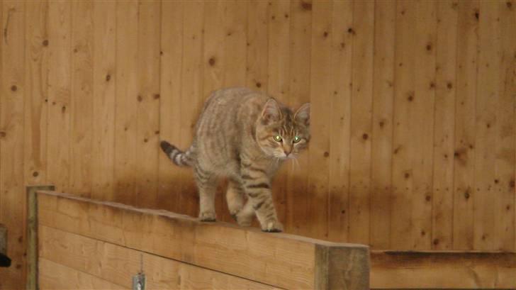 Blanding af racer Bent(R.I.P) billede 7