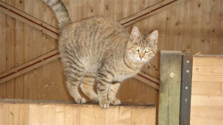 Blanding af racer Bent(R.I.P) - Er jeg ikke bare sød :-) billede 8