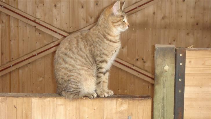 Blanding af racer Bent(R.I.P) billede 9