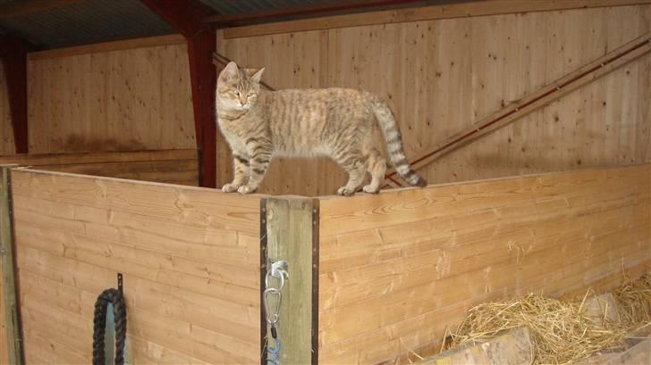 Blanding af racer Bent(R.I.P) billede 10