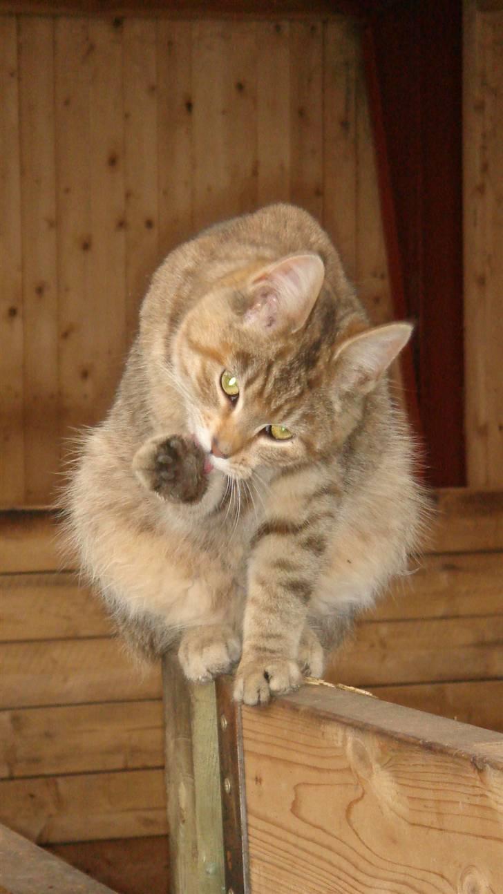 Blanding af racer Bent(R.I.P) billede 11