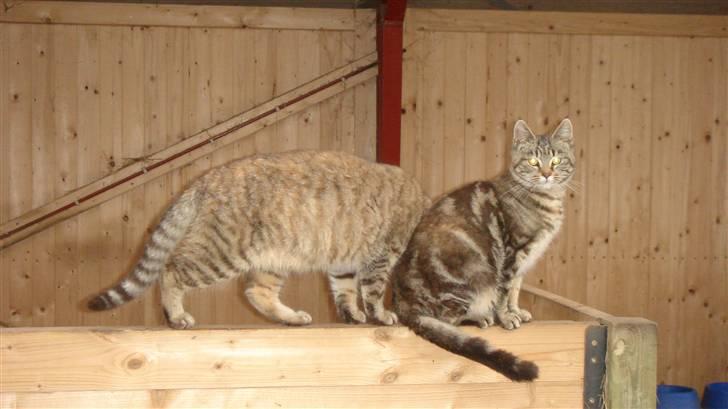 Blanding af racer Bent(R.I.P) - Flyt dig nu lige søs. billede 12