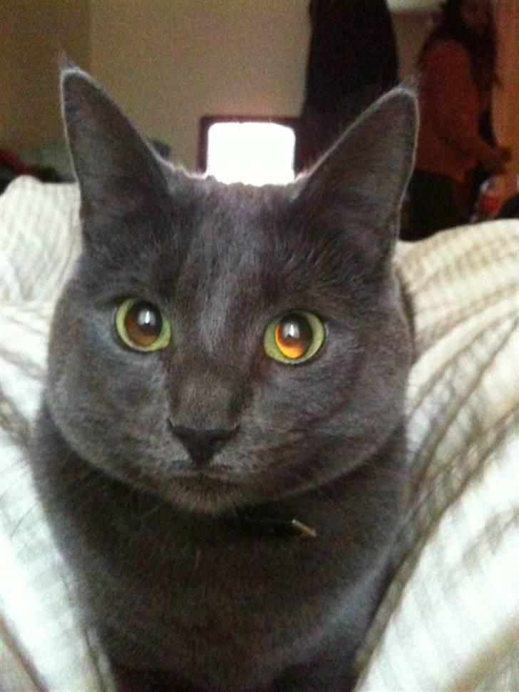 Huskat kulle billede 1