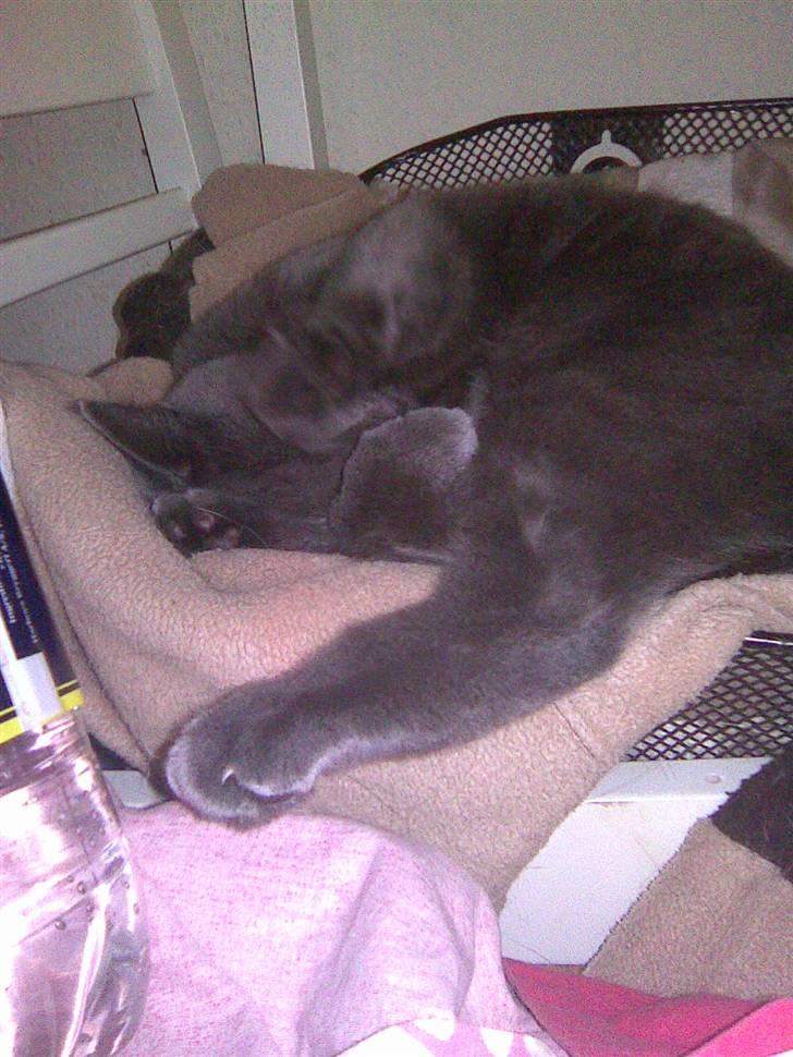 Huskat kulle billede 2