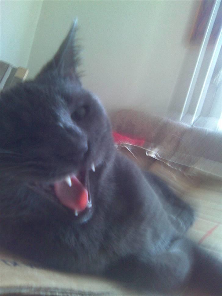 Huskat kulle billede 3