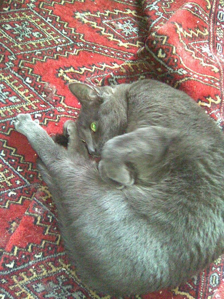 Huskat kulle billede 4