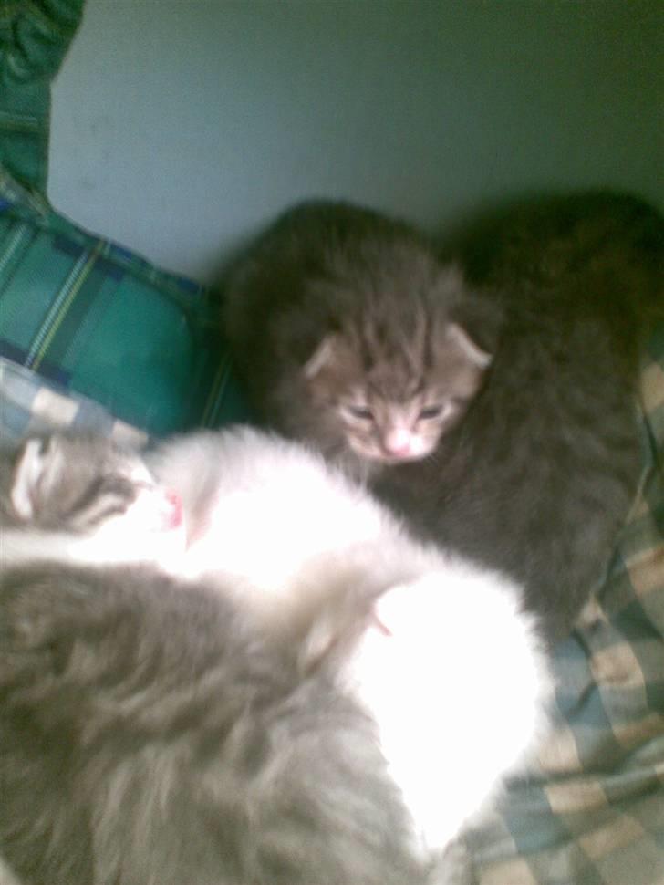 Huskat kulle - dem alle sammen da de var små (fuzzy bino kulle lille tøsen) billede 5