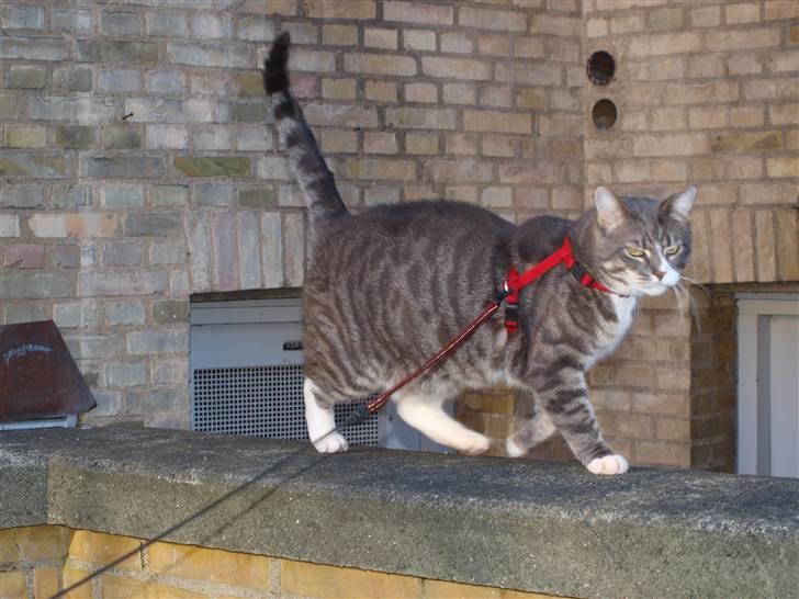 Huskat fuzzy billede 13