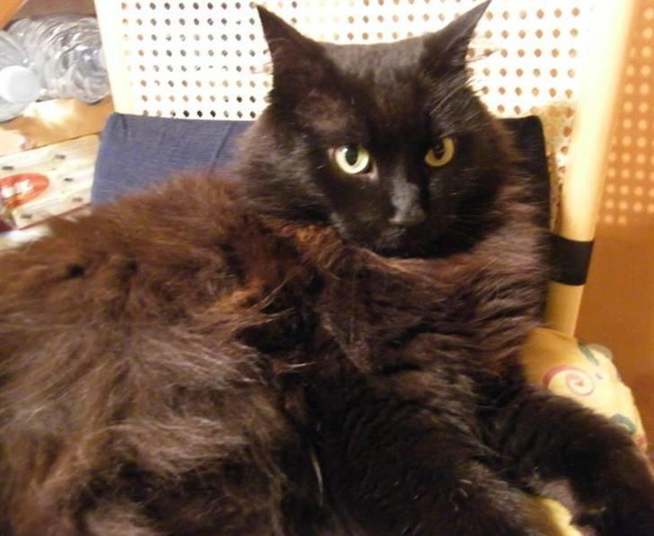 Blanding af racer Moody billede 13