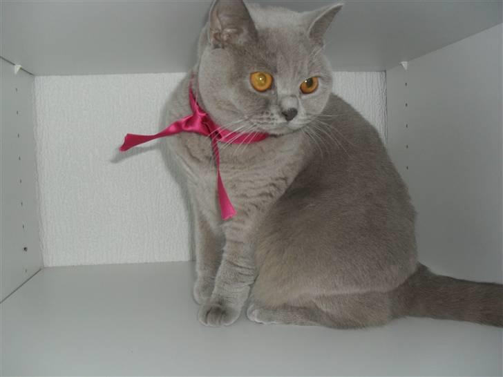 British Shorthair Wilfrida billede 7