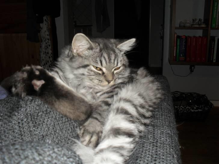 British Shorthair Bamse billede 8