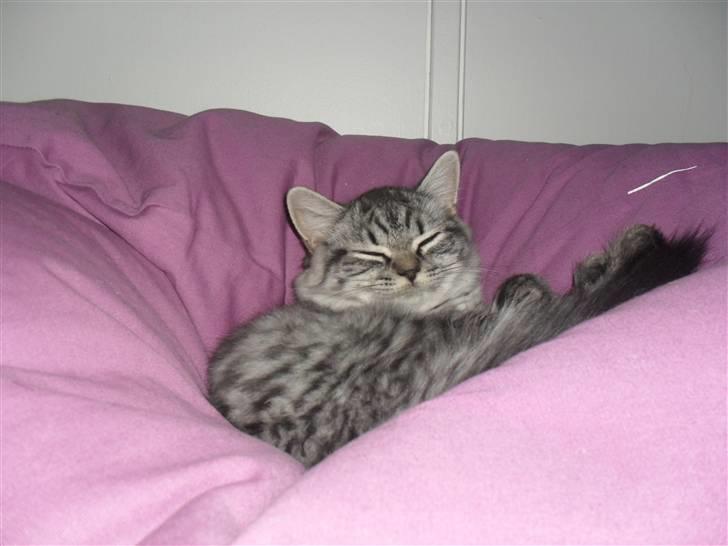 British Shorthair Bamse billede 9