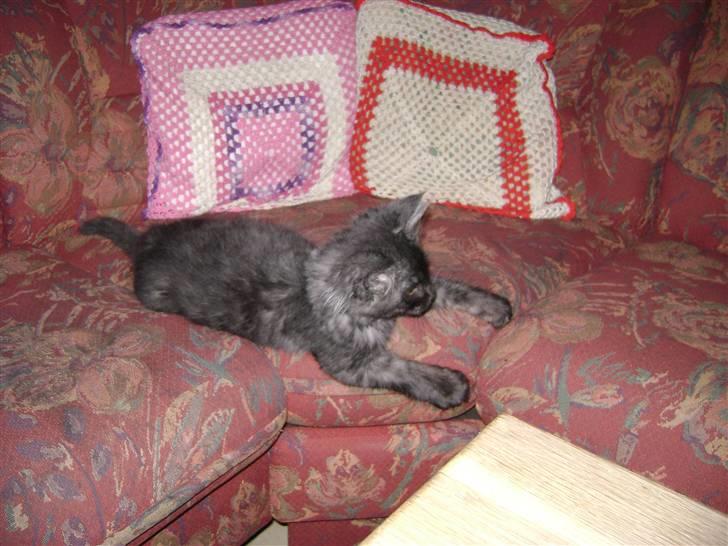 Blanding af racer fluffy billede 1